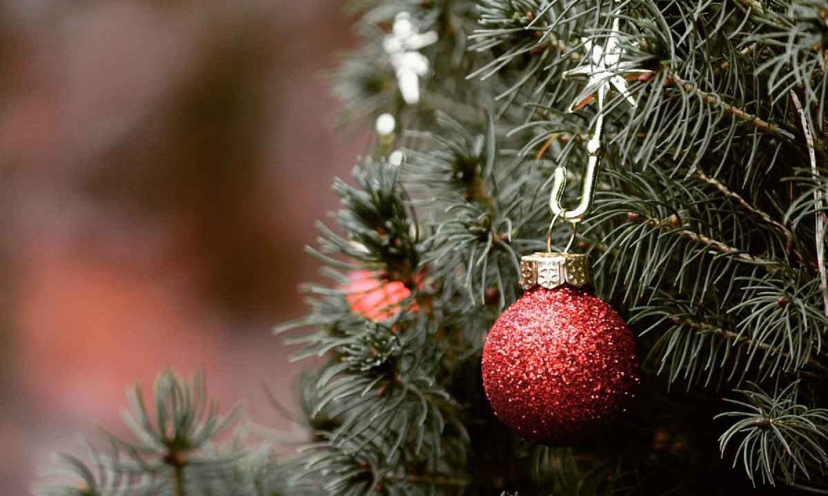 Pinheiros naturais, de todos os tamanhos, além de levar o Natal para dentro de casa, perfumam o ambiente
- (crédito: PIXABAY/REPRODUÇÃO) Pinheiros naturais, de todos os tamanhos, além de levar o Natal para dentro de casa, perfumam o ambiente
- (crédito: PIXABAY/REPRODUÇÃO)