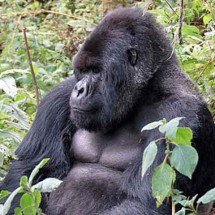 Estudo indica que gorilas-da-montanha também passam pela menopausa - - Dave Proffer/Wikimédia Commons