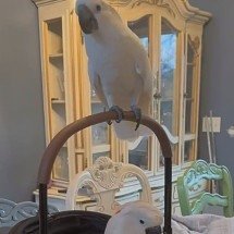 Cacatua cega reencontra alegria nos últimos meses de vida; veja o motivo - Reprodução / Instagram geobeatsanimals