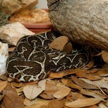 As 5 cobras mais venenosas de Minas Gerais e o que fazer se achar uma - Eustaquio Soares/Estado de Minas