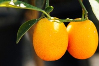 5 plantas frutíferas ideais para cultivar em vasos na varanda