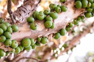 Jabuticabeira crescendo, mas sem frutos? Veja o que pode estar faltando