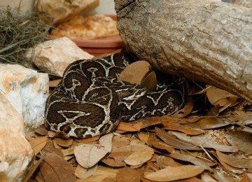 Na foto, cobra Urutu
       -  (crédito: Eustaquio Soares/Estado de Minas)