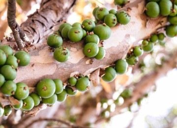 Jabuticabeira crescendo, mas sem frutos? Veja o que pode estar faltando -  (crédito: Tupi)