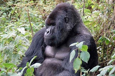 As gorilas-da-montanha, espécie que tem o nome científico Gorilla beringei beringei, acabam de se juntar a um grupo raro de espécies que apresentam menopausa, uma condição até pouco tempo considerada exclusiva dos seres humanos. 
 -  (crédito: - Dave Proffer/Wikimédia Commons)
