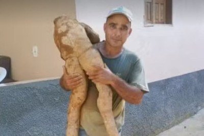 Um agricultor do Espírito Santo encontrou uma mandioca em formato humano em seu sítio, no Alto Rio Novo. O tubérculo media 1,60m e pesava 20 quilos. -  (crédito: Reprodução redes sociais )