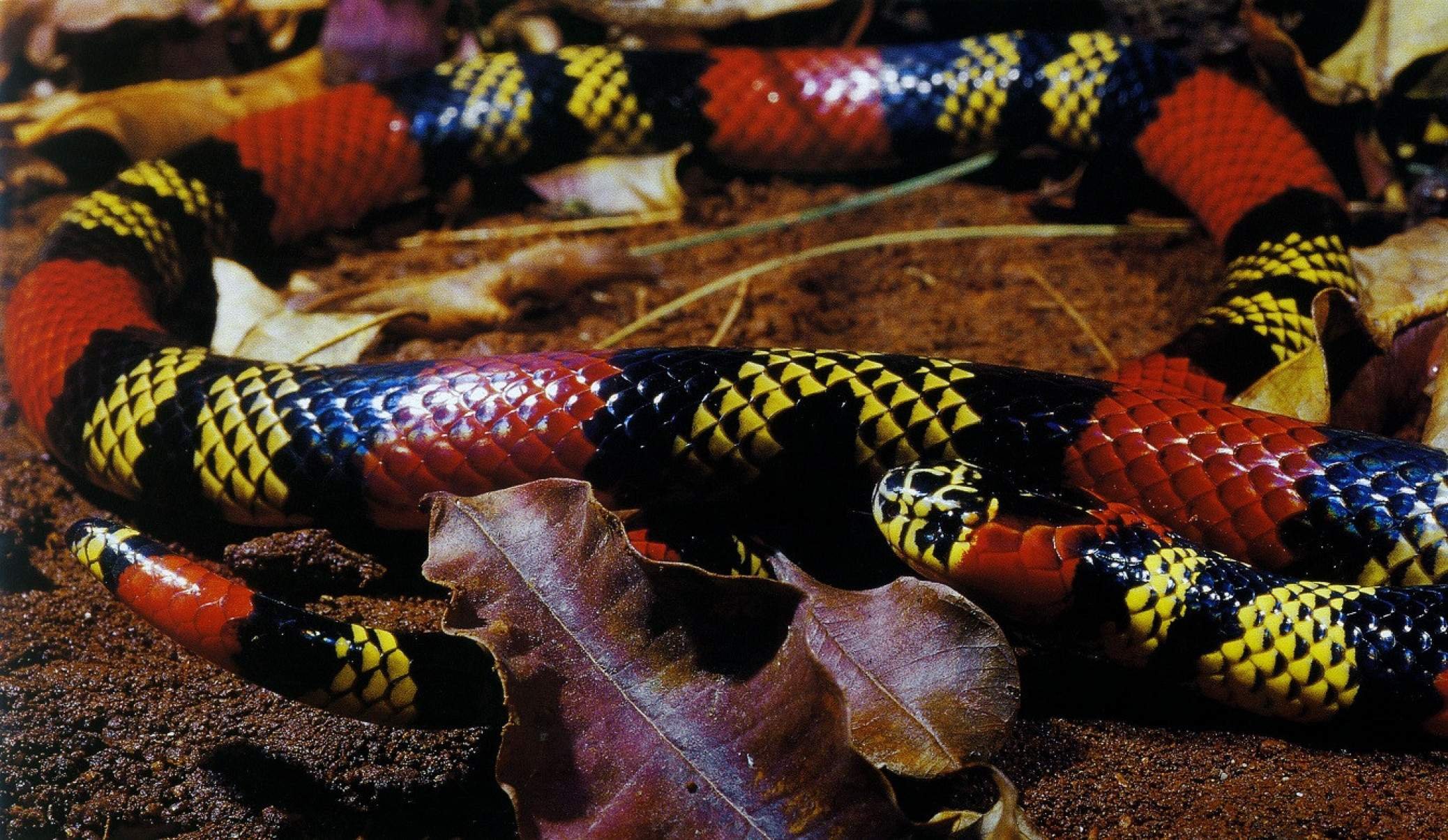 Picadas de cobras s&atilde;o mais frequentes entre os meses de outubro e abril, segundo CBMMG