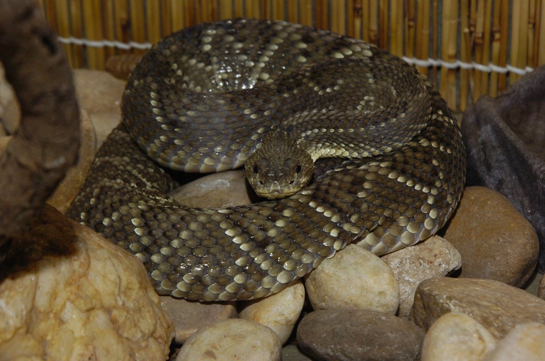 Picadas de cobras s&atilde;o mais frequentes entre os meses de outubro e abril, segundo CBMMG