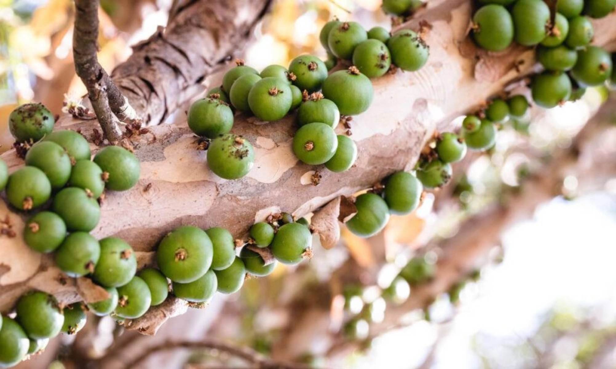 Jabuticabeira crescendo, mas sem frutos? Veja o que pode estar faltando - Tupi