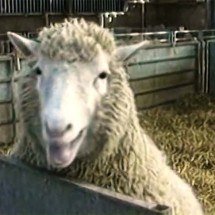 História da ovelha Dolly: Primeiro animal clonado do mundo - Reprodução de vídeo TV Globo