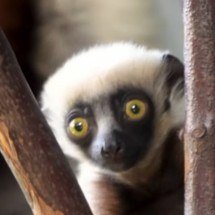 Nativos de Madagascar e populares no cinema, lêmures estão ameaçados de extinção - Reprodução/Instagram