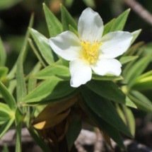Plantas raras, recém-descobertas em Minas, já estão ameaçadas de extinção
