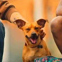 Amendoim, o astro pet internacional (e mijão) do filme 'Caramelo' - Netflix/divulgação