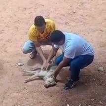 Policial age rápido e salva cachorro que sofreu convulsão na Grande BH - Reprodu&ccedil;&atilde;o/Redes Sociais 