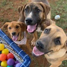 Evento na Grande BH mescla música e bebida em prol do resgate de cães - Cãomer/Reprodução