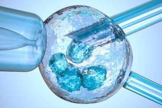 Estudo brasileiro mostra que óvulos imaturos ainda têm potencial de uso