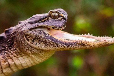 Recentemente, vídeos de uma jacaré-fêmea sem a mandíbula superior viralizaram na internet. Entenda o que aconteceu! -  (crédito: Divulgação/Gatorland)