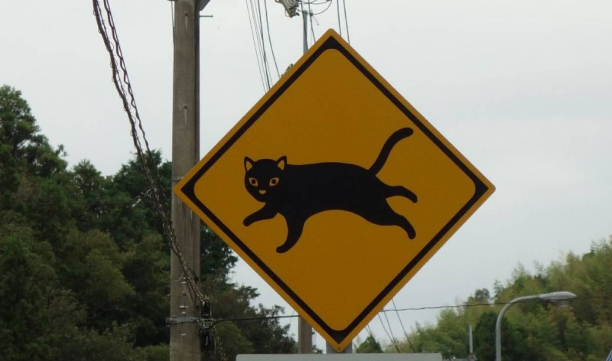 As placas trazem dizeres como 'Cuidado com os gatos que saem correndo' ou 'Atenção: gatos podem pular de repente'