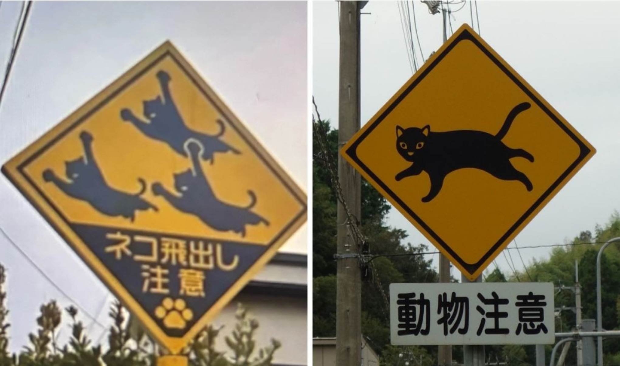 Elas têm como objetivo evitar acidentes e incentivar motoristas a reduzir a velocidade em áreas onde os bichanos costumam aparecer