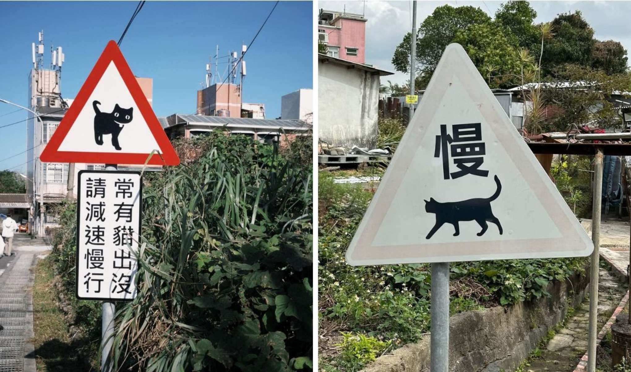 A mensagem curiosa — muitas vezes acompanhada de desenhos fofos — não é algo oficial. Ela surgiu em áreas com grande concentração de felinos que circulam livremente por ruas, muros e becos