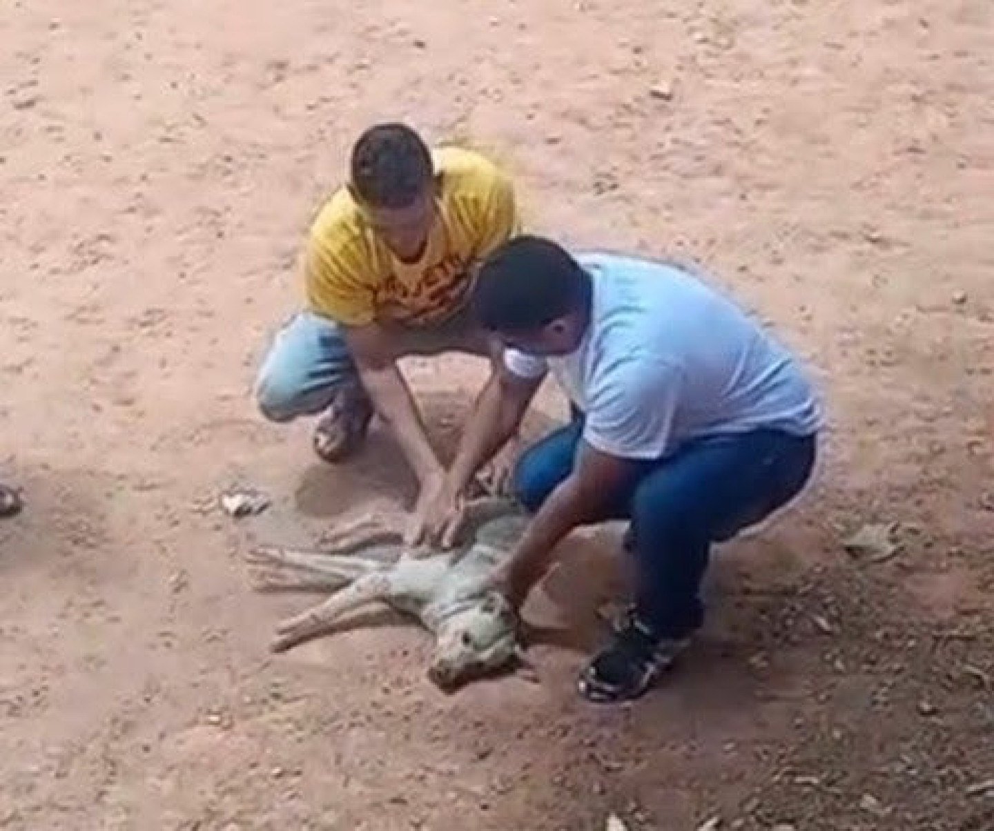 PM salva cachorro que sofreu convulsão na Grande Belo Horizonte; veja