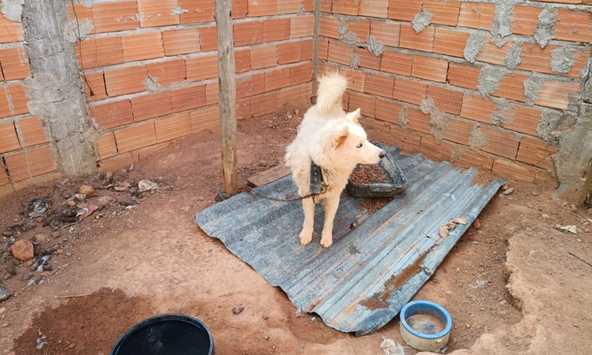 Os policiais ainda localizaram outro cão, da raça akita, também acorrentado em uma área sem cobertura ou proteção contra sol e chuva Os policiais ainda localizaram outro cão, da raça akita, também acorrentado em uma área sem cobertura ou proteção contra sol e chuva