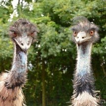 Parece até ficção, mas aconteceu de verdade: australianos entraram em guerra com emus e as aves venceram! -  Imagem de JackieLou DL por Pixabay
