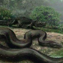 Cobra gigante que viveu na América Latina devorava crocodilos - Divulgação/Universidade da Flórida