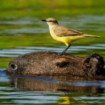 Capivara vira “parceira de caça” de aves em cena rara no Pantanal - Divulgação@marcosfelix_birdscuiaba