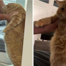 Gato devora duas semanas de ração em uma noite e viraliza na web - Reprodução / TikTok