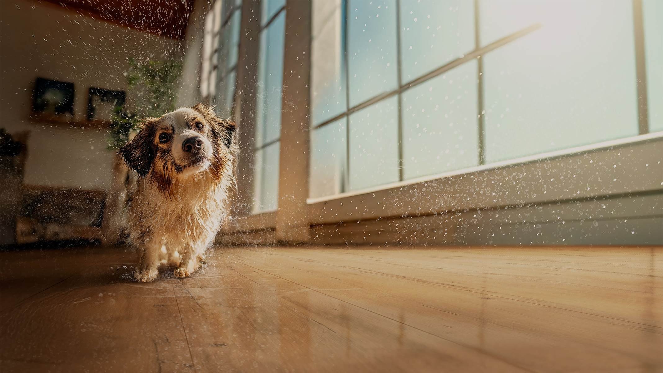 Pisos laminados Eucafloor agora têm resistência total à água - DINO