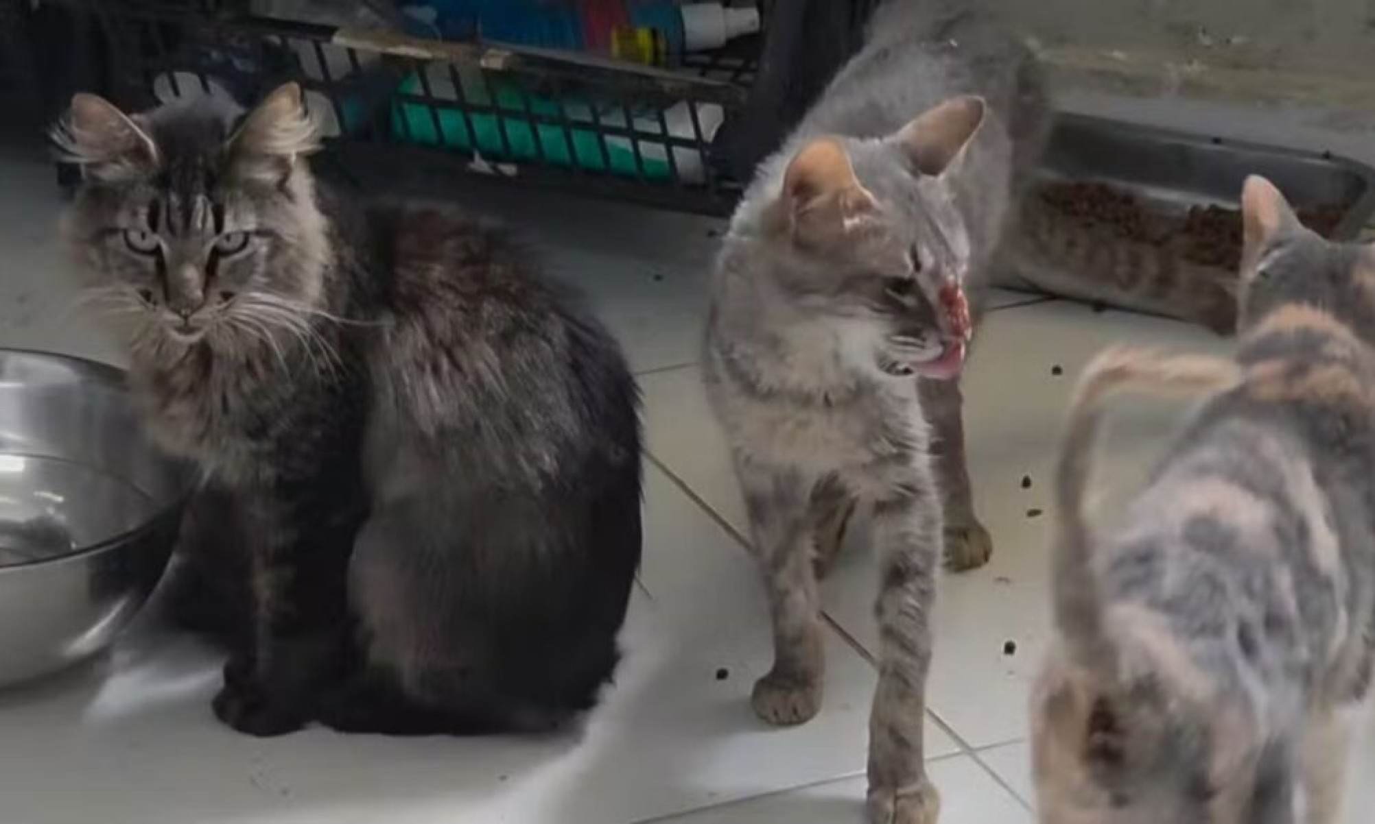 Polícia resgata 300 animais e encontra dez corpos em abrigo no Rio - Tupi