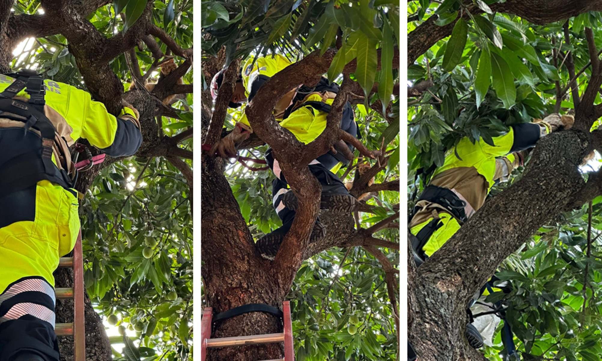 Bombeiros de Minas salvam gato preso a 8 metros de altura - CBMMG/Divulga&ccedil;&atilde;o