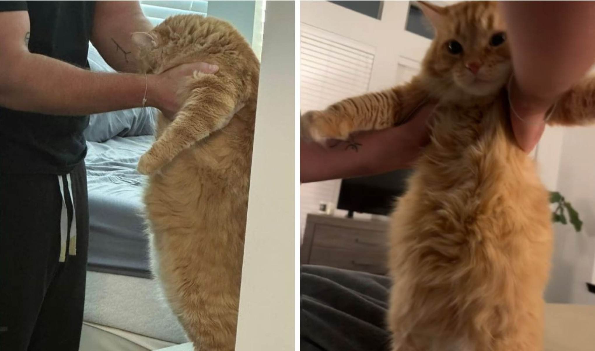 O gato mais guloso da internet: a história de Sparrow