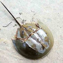 Nem ele está suportando:  Animal que vive na Terra há 450 milhões de anos pode ser extinto - Shubham Chatterjee/Wikimédia Commons