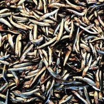 Fortalece ossos e melhora o humor: anchova é saborosa e traz benefícios para a saúde - Imagem de sezer bulut por Pixabay