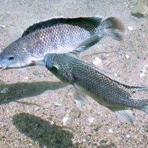 Produção de tilápia pode passar a ser proibida no Brasil. Saiba o motivo - Flickr . : Lee Ann : .