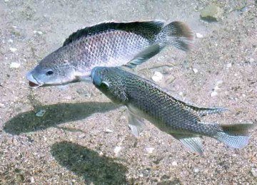 A tilápia, peixe de cultivo que tornou o Brasil o quarto maior produtor mundial, pode ser proibida. Uma proposta da Comissão Nacional de Biodiversidade (Conabio) sugere incluí-la na lista de espécies exóticas invasoras. Se aprovada, o cultivo da espécie seria vetado em todo o país. -  (crédito: Flickr . : Lee Ann : .)