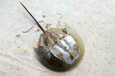 Um animal que resistiu a cinco extinções em massa na história do planeta Terra pode estar com os dias contados por conta das atividades humanas. -  (crédito: Shubham Chatterjee/Wikimédia Commons)