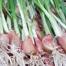 Mestre dos temperos, alho faz “milagres” na saúde e ainda tem fama de afastar o Mal -  Reprodução Youtube Coisas de quintal