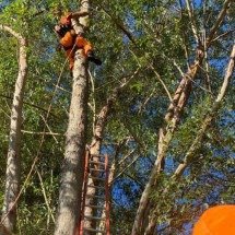 Atleta de esporte radical se enrosca em árvore e precisa de resgate - Corpo de Bombeiros/Divulgação