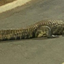 Rolê assustador! Jacaré toma conta de pista de caminhada em Parque das Águas - Reprodução de vídeo