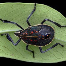 Praga agrícola, espécie chinesa de percevejo chega ao Brasil - Chen-Pan Liao/Wikimedia Commons