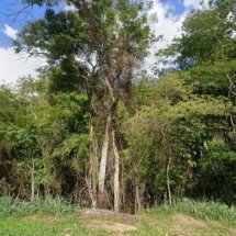 Homem que matou primo estrangulado em surto é preso em trilha de Minas - Reprodução/Google Street View