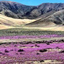 Nada deserto! Chuvas transformam o Atacama em tapete de flores - Divulgação chile travel @somoschile.viajeros