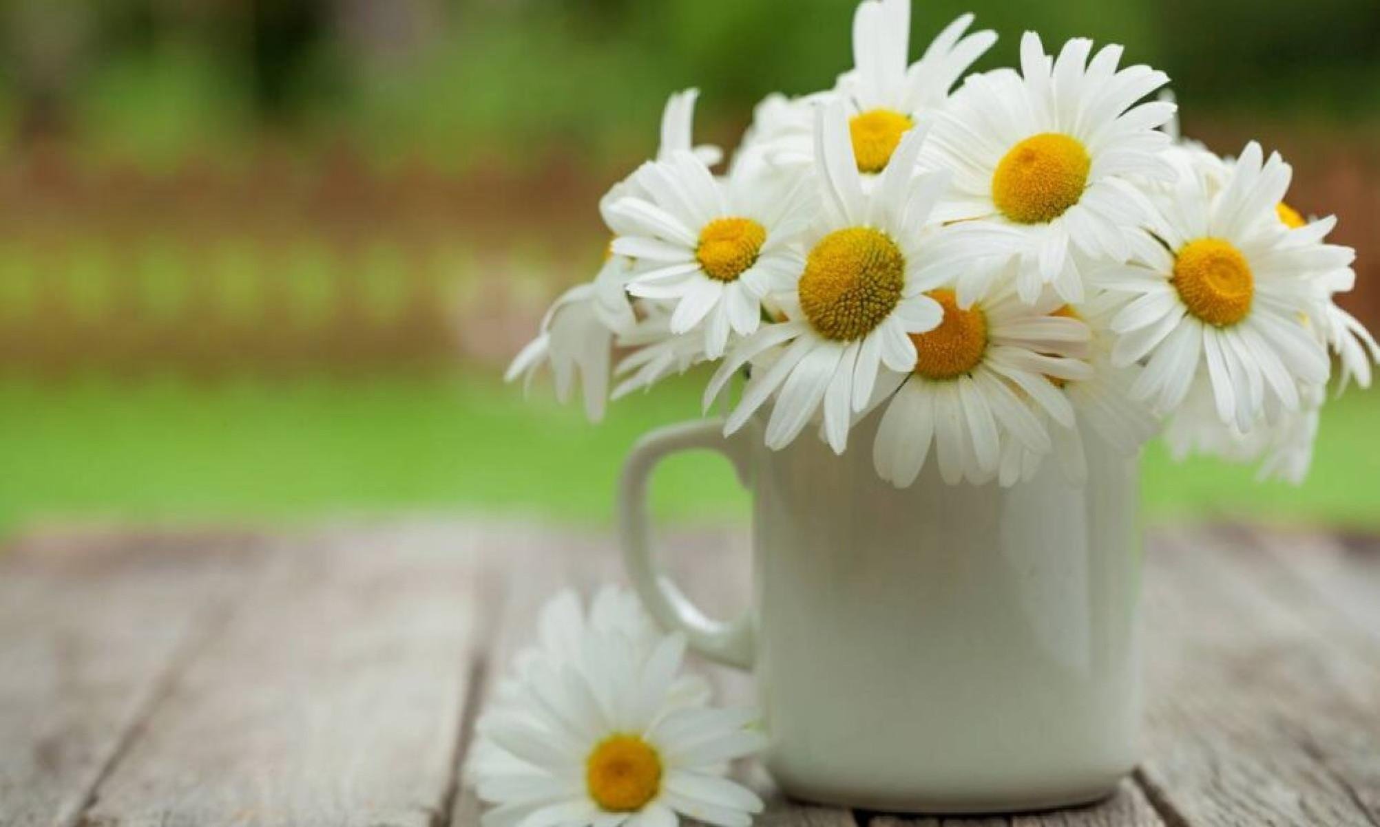 Essa planta aromática melhora o sono e traz calma para o ambiente - Tupi