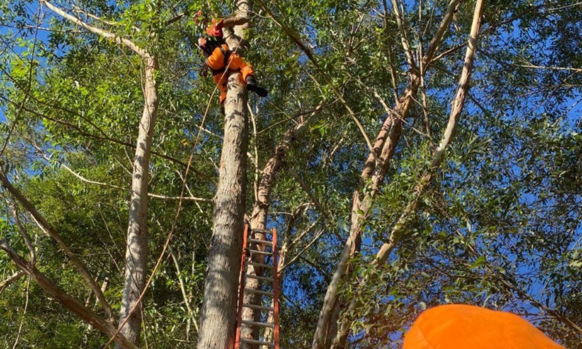 Atleta de esporte radical se enrosca em árvore e precisa de resgate