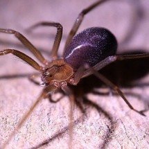 Pra quem não viu: Aranha-violinista matou jovem com uma só picada - Francisco Corado Rivera por Pixabay