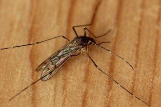 Mosquitos chegam à Islândia e quebram barreira natural histórica