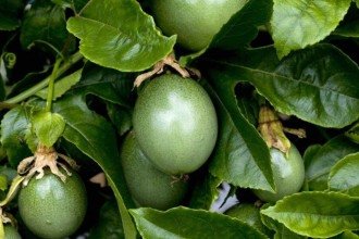 As frutas ideais para plantar no quintal e colher em menos de um ano